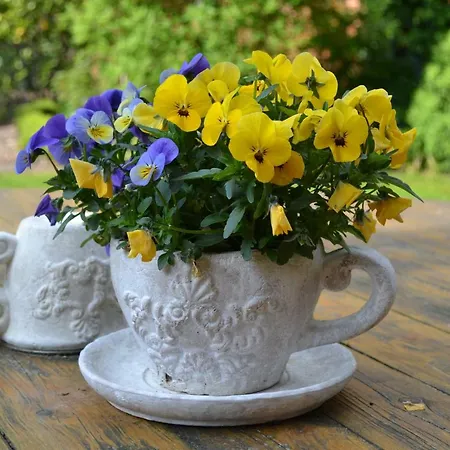 Zinne-wigger * Steimbke