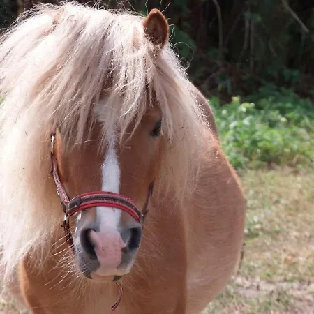 Lejlighed Zinne-wigger Steimbke