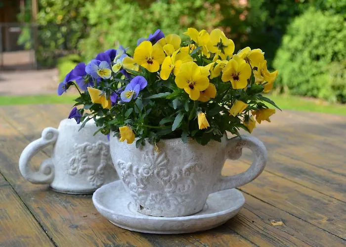 Zinne-wigger * Steimbke