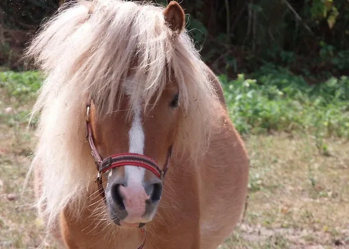 Апартаменты Zinne-wigger Steimbke